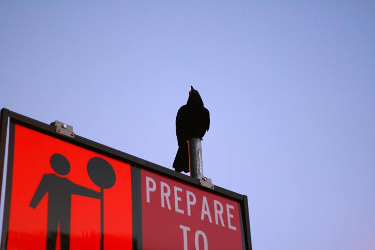 A black crow sitting on top of a sign with a man holding a stop sign on the left and the words "prepare to" below the crow – what to know before starting a contract