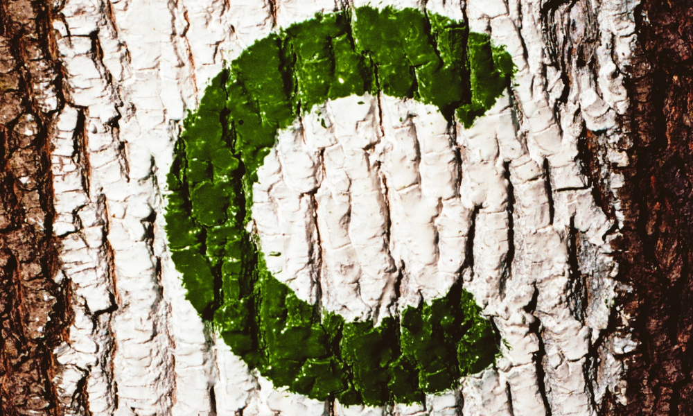 C# Developer Job Description | The letter C painted in green, with a white background. This is painted onto the bark of a tree.